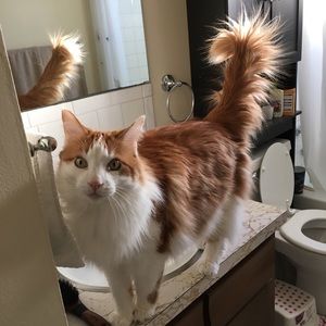 Meet your Posher, Walter